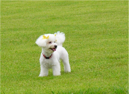 Dog salon neu併設のドッグランの犬