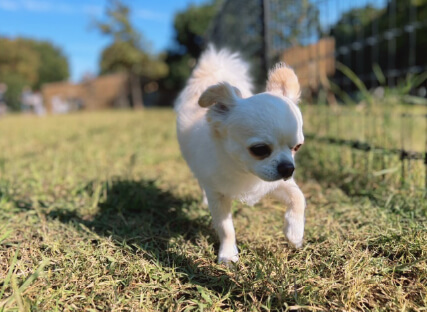 Dog salon neu併設のドッグランの犬