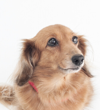 飼い主と向き合い丁寧にカウンセリングを行うDog salon neuのミニチュア・ダックスフンド