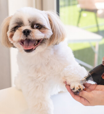 個性に合わせた施術を行うDog salon neuのシーズーのトリミング風景