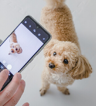 少頭数制でリラックスしながら施術を受けるDog salon neuのトイプードル