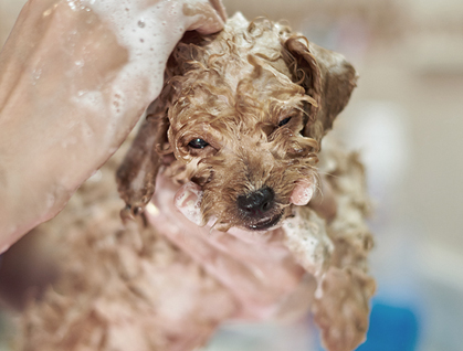 トイプードルのカット施術風景｜Dog salon neu