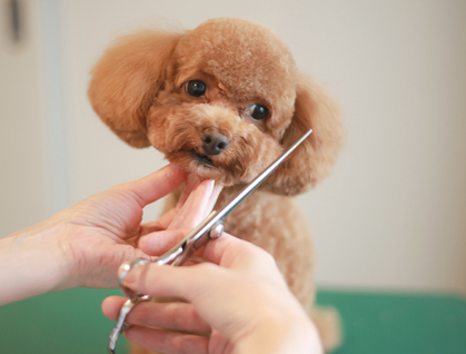 トイプードルのカット施術風景｜Dog salon neu