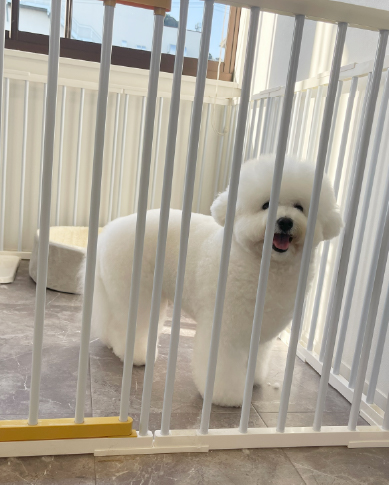 Dog salon neuのスタイルギャラリー：プードルのカット事例