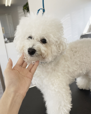 Dog salon neuのスタイルギャラリー：プードルのカット事例