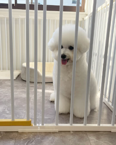 Dog salon neuのスタイルギャラリー：プードルのカット事例