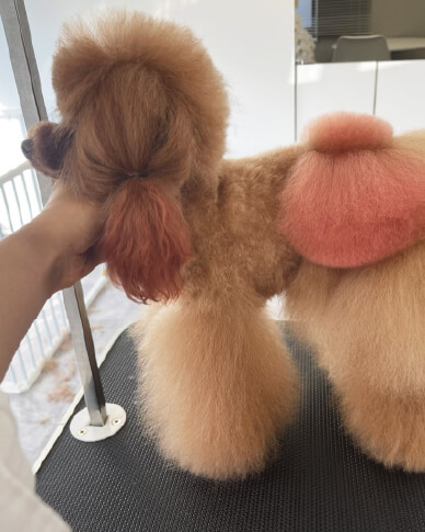 Dog salon neuのスタイルギャラリー：プードルのカット事例