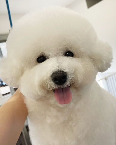 Dog salon neuのスタイルギャラリー：プードルのカット事例