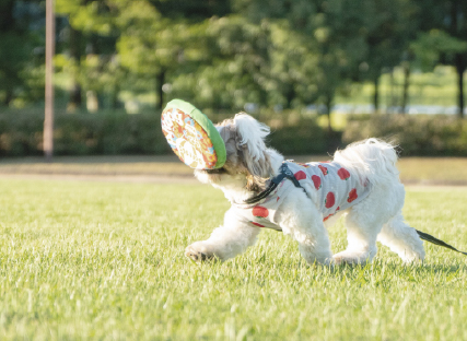 Dog salon neu併設のドッグランの犬